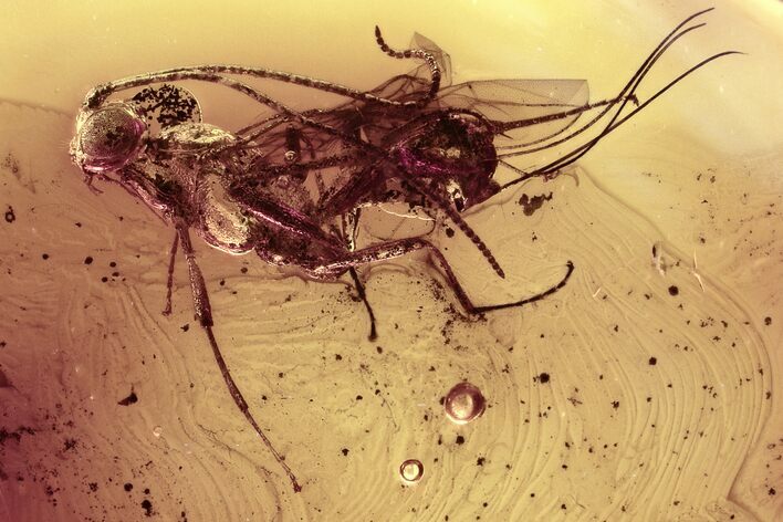 Fossil Ichneumon Wasp (Ichneumonidae) In Baltic Amber #321772